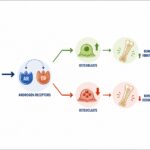 The Anti-Inflammatory Effects of Testosterone